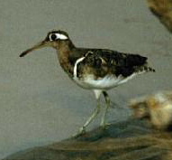 Greater Painted Snipe Female (Rostralata benghalensis)
