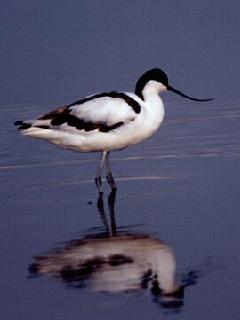 Pied Avocet (Recurvirostra avosetta)