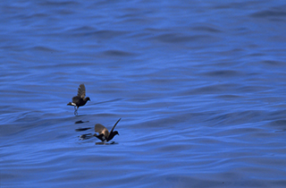 Wilson's Storm Petrels pattering on the water's surface.