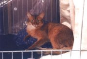 A red Somali