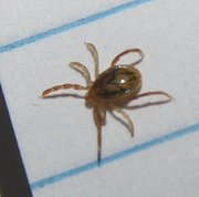 Ixodes holocyclus