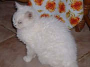  White Short-haired (SH) Selkirk Rex