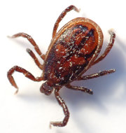 male tick