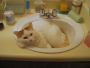 Male red tabby Turkish Van sleeping in a sink