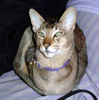 An Oriental Shorthair ebony-ticked tabby