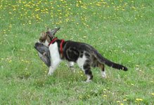 Cat catching a pigeon.