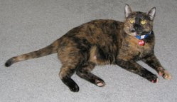 A tortoiseshell cat.