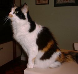 A tortoiseshell-and-white (calico) cat.