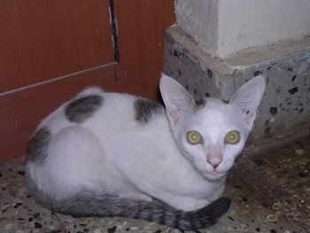 Oriental Hanuma