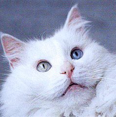 An odd-eyed Turkish Angora