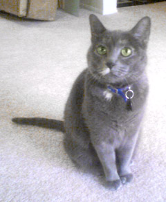 A Blue/Dilute "Tortie" cat.