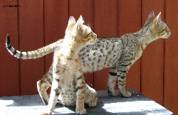 Young Serengeti Cats
