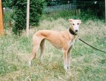 saluki x greyhound longdog