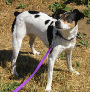 A clip-on leash attaches to the collar that the dog might already be wearing.