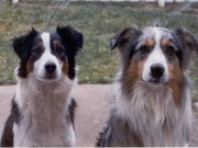 Black tricolor and blue merle tricolor Aussies.