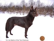 The Australian Kelpie, sheepdog.