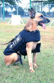 Belgian Malinois as K-9 unit