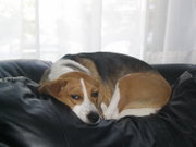 The rare instance of a Beagle taking a break.