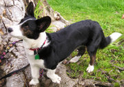 Black and white Cardigan Welsh Corgi