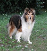 Mahogany Sable Rough Collie