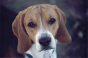The Beagle has a very well-developed sense of smell