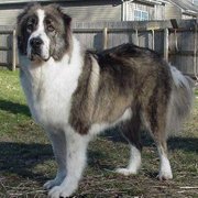 Caucasian Ovcharka