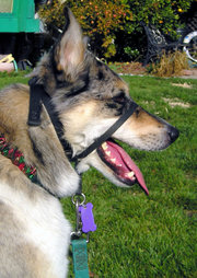 The halter-style collar controls the dog's head but does not restrict its ability to pant, drink, or grasp objects.