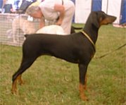 Doberman Pinscher (Dobermann)