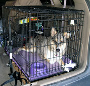 This dog is relaxing in its familiar wire crate, which is strapped into a car for safe traveling.