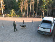 A detection dog getting ready to search cars for drugs.