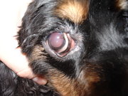 Ectropion in a cocker spaniel