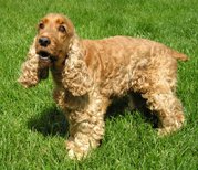 Most spaniels, like this English Cocker Spaniel, are small-to-medium dogs with drop ears and a longer coat.