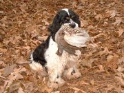 Tri-colored Cocker with a Chukkar