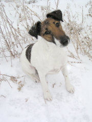 Black and tan markings.