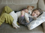 Fox Terrier as family dog