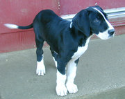 Puppy with mantle coat