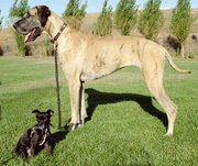 This Chihuahua mix and Great Dane show the wide range of dog breed sizes.