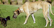 Properly socialized dogs can interact with unfamiliar dogs of any size and shape and understand how to communicate.