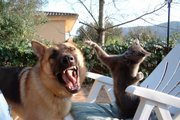 While attempting to play with a cat, a shepherd's teeth are displayed.