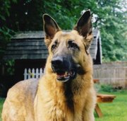 GSDs commonly display high intelligence, which makes them ideal candidates for various working class positions.