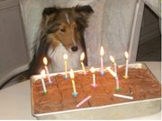 Shelties are known for their intelligence