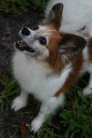 The Papillon comes in several colors. This one does not meet the breed standard criteria for facial coloration.