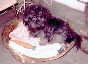 Pekeapoo dog