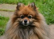 Sable Pom's face