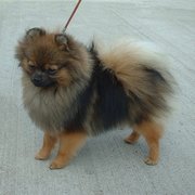 An orange-sable Pomeranian