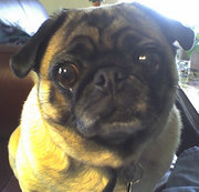 A Pug's nose is mashed in and is responsible for snoring and snorting