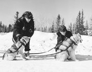 Royal Canadian Mounted Police (R.C.M.P.) These dogs are wearing H-back freight harnesses. Photo from 1957.