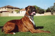 A brindle male at nearly 2 years.