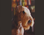 An Airedale head