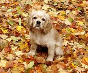 3 Month Old Cocker Pup
